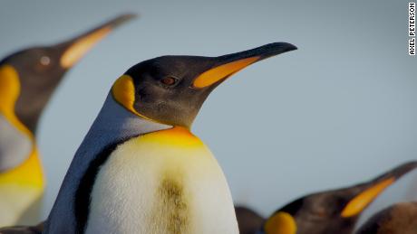 King penguins have reappeared on Tierra del Fuego at the tip of South America after initially disappearing.