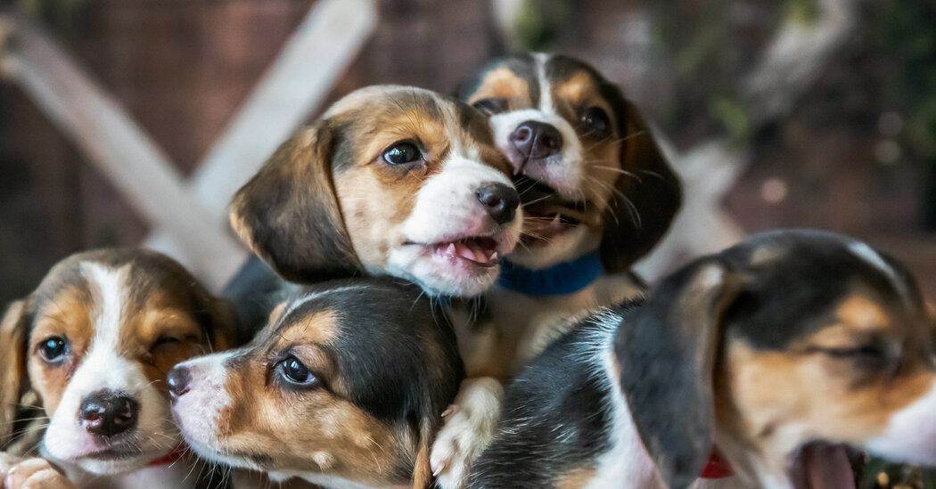  4,000 abused Beagles need homes.  These people have stepped up.

