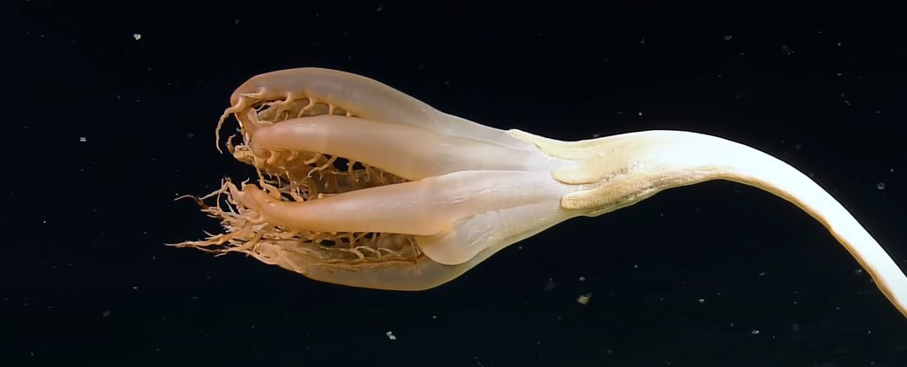 Bizarre, tentacle 'Flower' creature glimpsed in the depths of the Pacific

