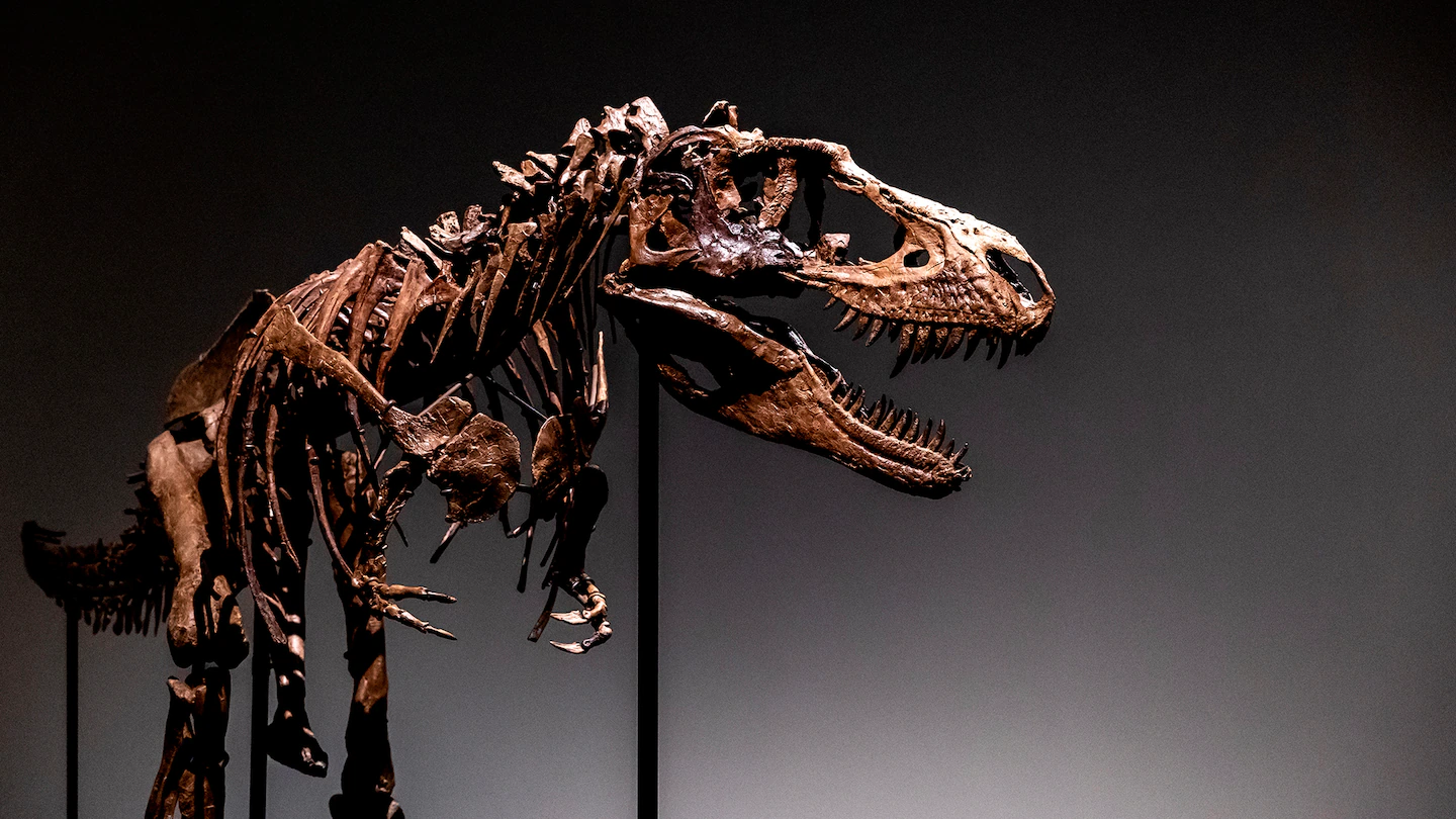 Private buyer spends $6.1m on dinosaur skeleton as scientists fume

