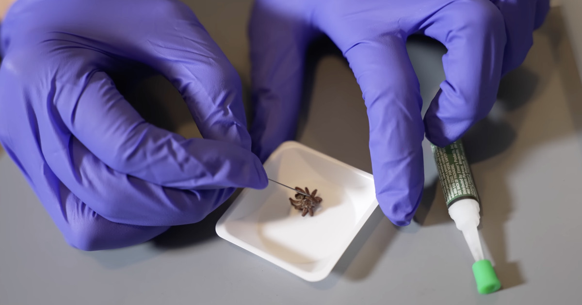 Scientists reanimate dead spiders as robot claws

