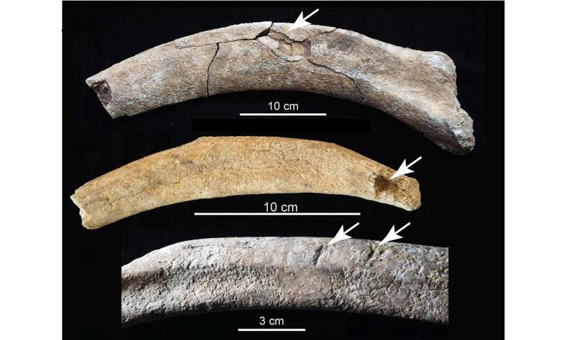 New Mexico mammoths among the best evidence of early humans in North America